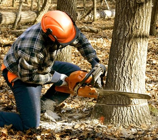 Tree Removal in Shoreham, VT